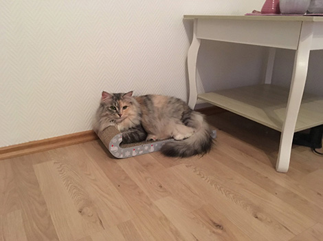 Pebbles im Dezember 2017